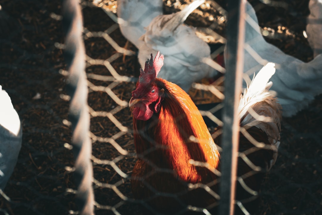 Ayam Serundeng Lengkuas