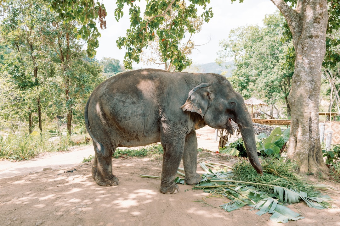 Camilan Kuping Gajah