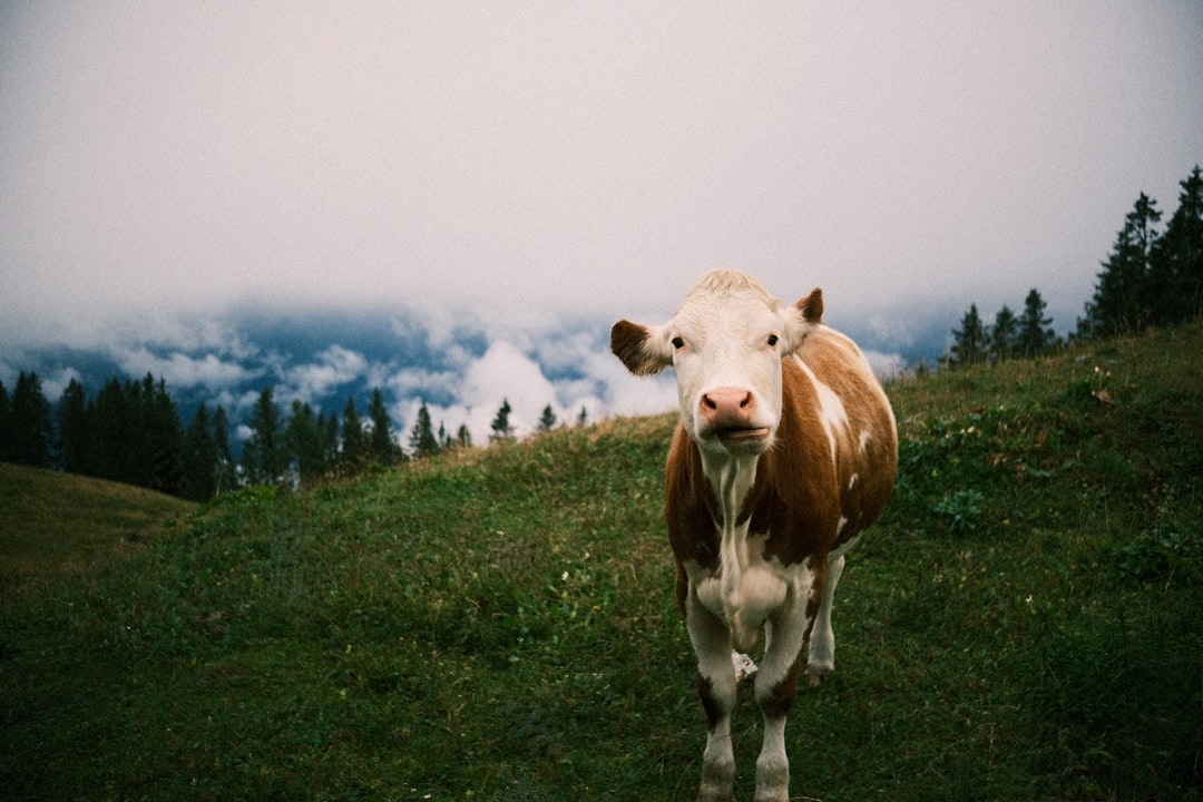 Cara Buat Sop Iga Sapi Yang Enak