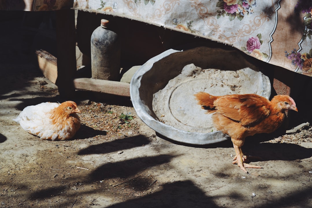 Rahasia Ayam Bakar Kuningan Anti Gagal Ala Resto â€“ Kriuk Luar, Lembut Dalam!