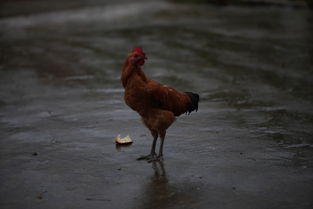 Rahasia Ayam Goreng Terdekat dari Lokasi Saya: Kriuk Maksimal Anti Gagal Ala Resto